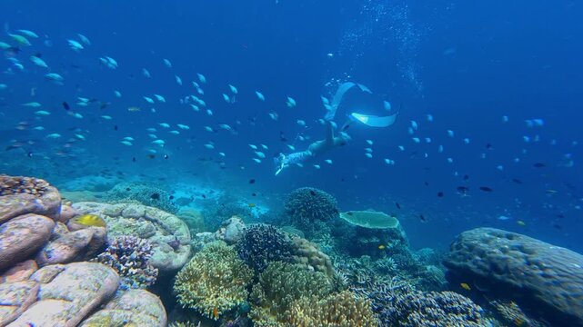 Woman Freediving with Underwater Exploration in Tropical Waters Over Colorful Coral Reef