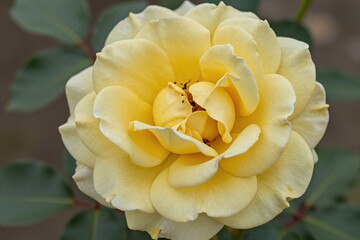 Fototapeta premium A yellow rose with water droplets on it. 