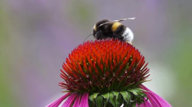 majestic shot of Bumble bee flying., pollinating vibrant purple echinacea flower. 