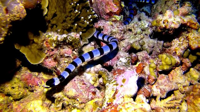 Banded sea krait snake swimming over vibrant tropical coral reef
