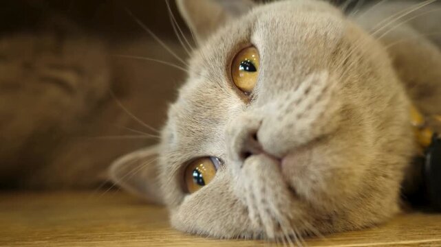 close up of an Adorable and innocent grey cat with amber eyes looking up. 