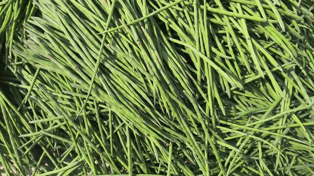 Moringa Oleifera Stick or Drumstick Heap in a Vegetable Market for Selling, Also Known as Horseradish Tree