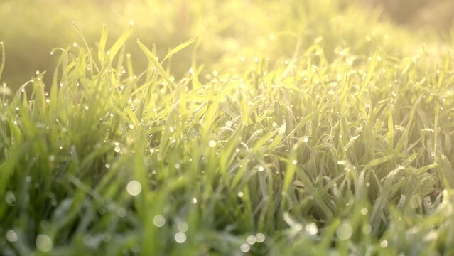 Lush green grass with dewdrops in the sun's rays. Spring mixed grass