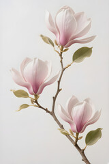 Obraz premium Soft pink magnolia blossoms on branch isolated on light neutral background