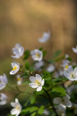 Fototapeta premium Isopyrum thalictroides flowers in soft focus with copy space 