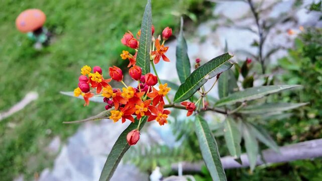 top-down shot vibrant orange and red Asclepias curassavica flowers, highlighting botanical textures against a soft green background, perennial native to tropical America