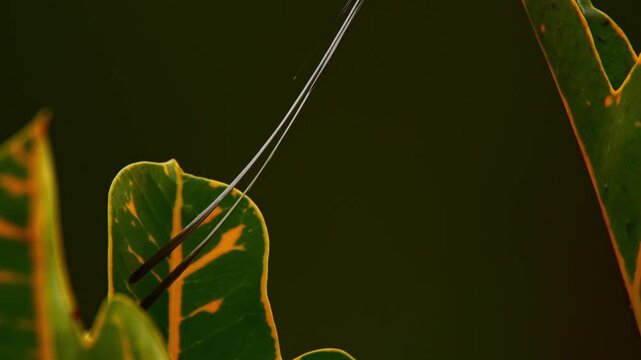Low angle close view revealing a male Peruvian sheartail hummingbird perched on a leaf, gradually showing its long tail and body with subtle rim light outlining the bird in a garden scene in Lima, Per