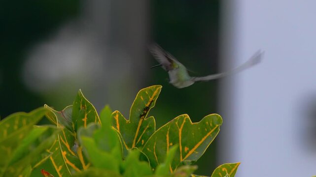 Male Peruvian sheartail hummingbird flies above leaves arranged in a triangular pattern, lands briefly while extending its tongue, then departs leaving the foliage empty in a garden scene