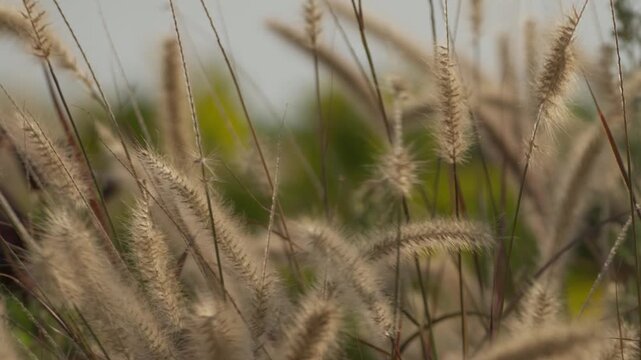 Close shot of foxtail grass moving gently in the wind, thin stems and soft seed heads swaying naturally in a calm outdoor scene in Lima, Peru.
