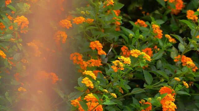 Male Peruvian sheartail hummingbird hovering while feeding on yellow lantana flowers, seen from back and side with soft foreground blur in a garden setting in Lima, Peru.