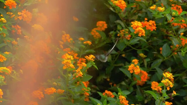 Male Peruvian sheartail hummingbird moves around lantana flowers, hovering and feeding from different blooms while shifting directions before leaving the frame in a garden setting in Lima, Peru.
