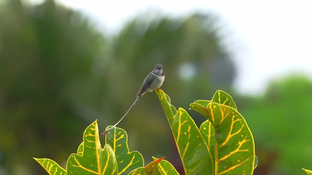 Male Peruvian sheartail hummingbird perched on a leaf looking around before jumping into flight, hovering briefly with visible feet and returning to the same perch in a garden setting in Lima, Peru.