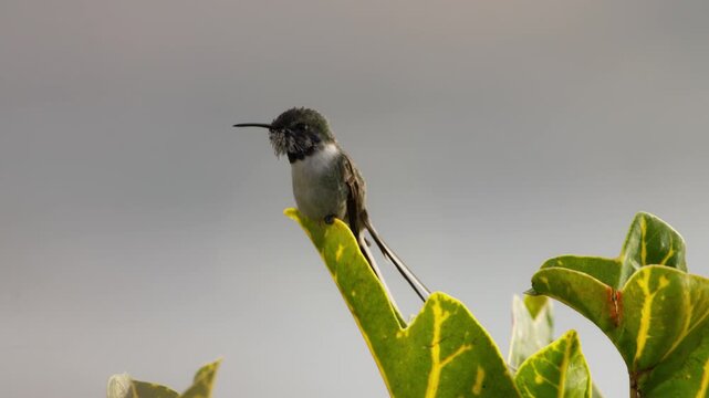Long-tailed Sylph hummingbird perched on a green leaf, turning its head to one side while showing iridescent gorget feathers in mid molt, then suddenly launching into flight in profile in a natural se