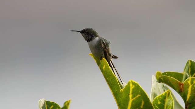 Male long-tailed sylph hummingbird perched on a leaf moving with the wind, holding its position while turning its head and briefly looking toward the camera in Lima, Peru.