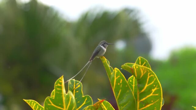 Male Peruvian sheartail hummingbird resting on leaves showing its long tail, turning its head while watching around before flying away and leaving the plant empty in a garden scene in Lima, Peru.