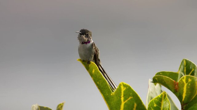Male long-tailed sylph hummingbird perched on a leaf while the wind moves its feathers, briefly extending its tongue and opening its beak as it looks around in a calm moment in Lima, Peru.