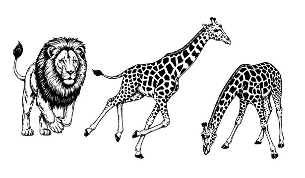 Vintage engraved African safari animals vector set with running lion and giraffes wildlife illustration isolated on white