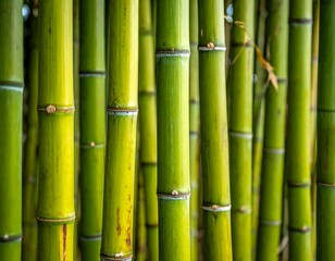 Obraz premium Close-up of vibrant, textured green bamboo stalks with natural details