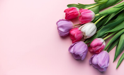 Obraz premium Colorful tulip flowers laying on a pink background