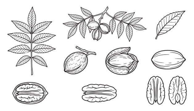 Pecan nuts and leaves set vector illustration, hand drawn sketch style