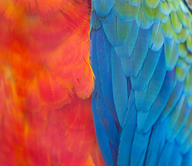 Fototapeta premium Macaw Feathers Close Up
