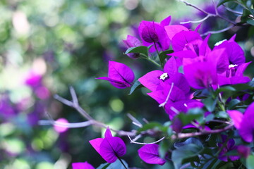 ピンク色のブーゲンビリアの花