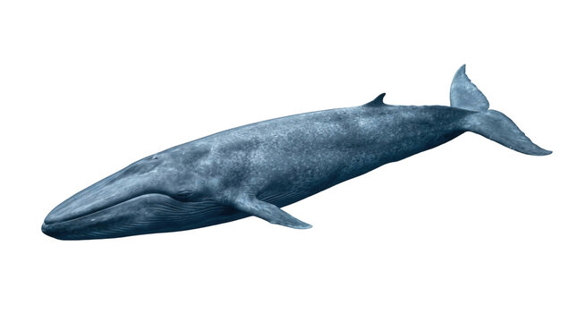 Blue whale swimming isolated on white background