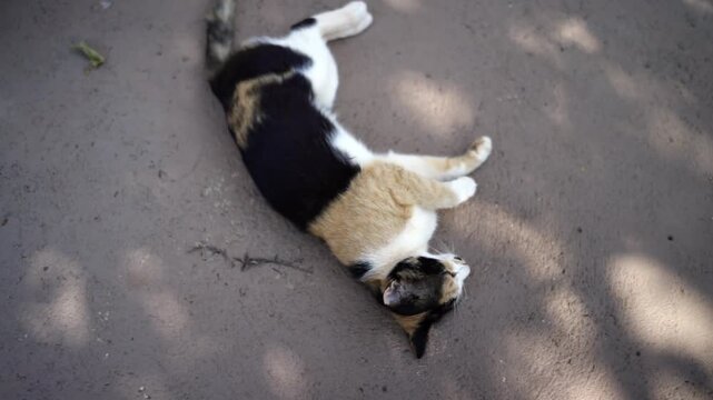 Cute tricolor calico cat lying on its back, yawning, stretching, and rolling playfully on a concrete path outdoors on a sunny day.