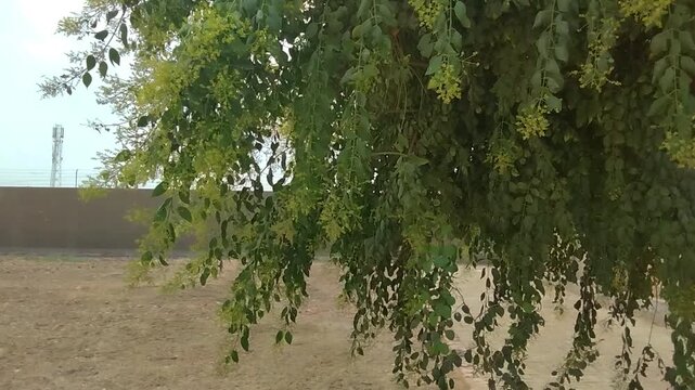 Peelu Tree Swaying Gently in Breeze with Seeds and Natural Birds Chirping Sounds