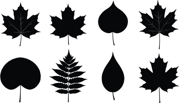 Leaf silhouettes collection set, various tree leaves shapes, botanical nature illustration, black foliage icons isolated on white background design