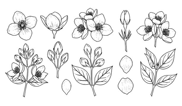 Jasmine flower botanical engraving vector set hand drawn floral line art plant illustration