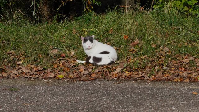 A stray black-and-white cat is sitting and licking itself on the autumn leaves. In front, there is a patch of asphalt and autumn grass; in the background, the lower parts of bush trunks are visible.