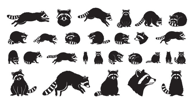 Serene raccoon taking tranquil nighttime nap. Calm raccoon sleeps peacefully in cozy curled position during night. Tranquil raccoon rests peacefully in curled ball shape throughout quiet night