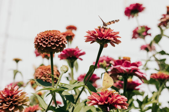 Butterflies land on wildflowers growing against white shed in garden