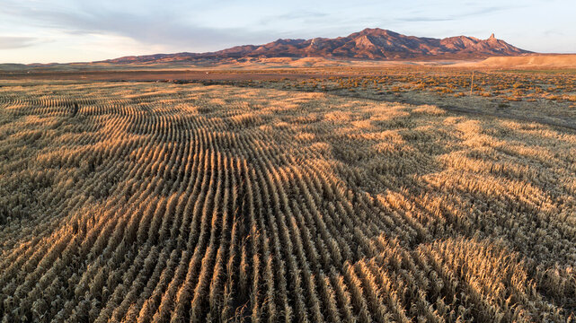 Aerial shot of wheat rows in desert at sunset.