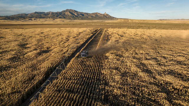 Aerial shot of a combine harvesting wheat in desert