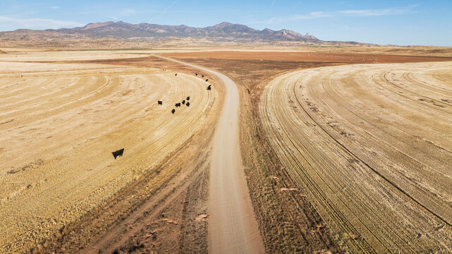 Aerial shot over wheat fields and cattle grazing in desert