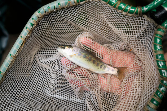 A small fish held in a net.