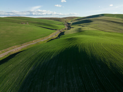 Aerial shot of bright green, rolling wheat fields in American West.