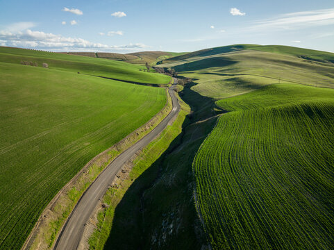 Aerial shot of bright green, rolling wheat fields in American West.