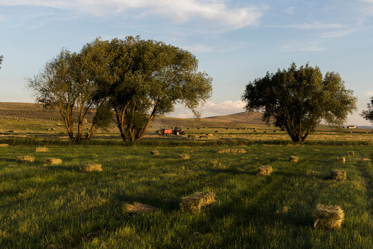Hay bales in a green pasture with trees and a distant horizon.
