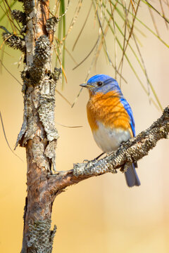 Male Eastern Bluebird Rests Among Longleaf Pine Branches
