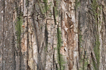 Obraz premium Tree bark texture with green moss growing on trunk