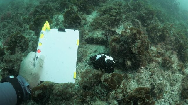 An underwater cameraman places a blank writing slate next to a species of Egg Cowrie (Ovula ovum) living on a coral reef system. Marine science survey