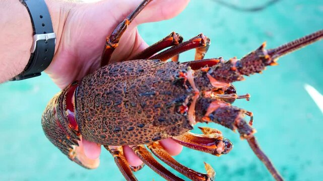 Man holding Cape Rock Lobster (Jasus lalandii) in hand showing spiny exterior