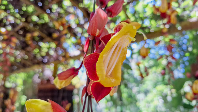 Thunbergia mysorensis, commonly known as Indian Clock Vine (Mysore Trumpetvine), Tropical Plant Detail Nature Background