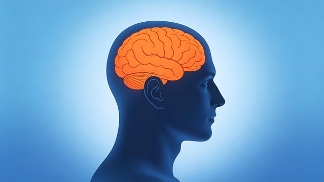 Human head with visible brain