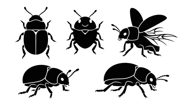 Insects Overhead View