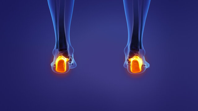 Anatomy of the human calcaneus