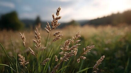 Fototapeta premium Golden hour sunlight illuminates dry grass seed heads in a serene meadow showcasing a peaceful natural landscape